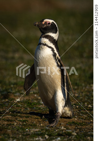 Magellanic penguin with catchlight crosses grass slope 114412909