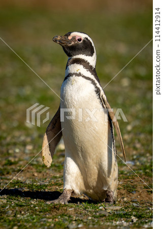 Magellanic penguin with catchlight crosses grassy slope Magellanic penguin with catchlight crosses grassy slope 114412914