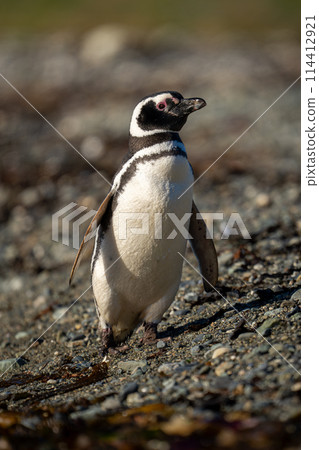 Magellanic penguin with catchlight crosses shingle beach 114412921