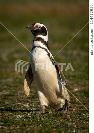 Magellanic penguin with catchlight waddles down slope 114412933