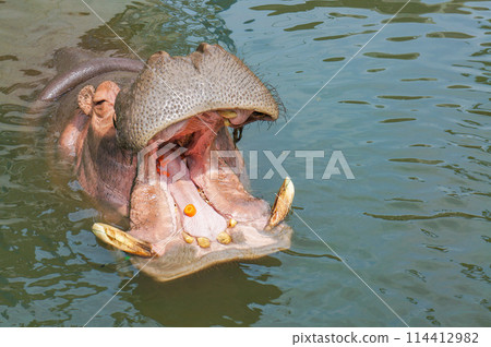 A hippopotamus with its mouth wide open waiting for food 114412982