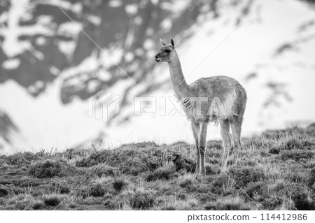 Mono guanaco on hill with mountain behind 114412986