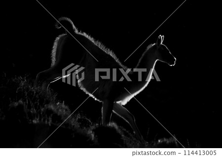 Mono guanaco walking down hillside at sunset 114413005