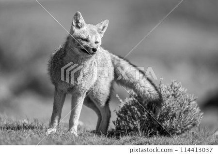Mono South American gray fox stands leaning 114413037