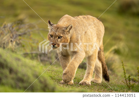 Puma climbs up grassy hillside lifting paw Puma climbs up grassy hillside lifting paw 114413051