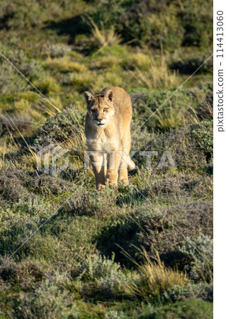 Puma crosses scrubland in sunshine toward camera Puma crosses scrubland in sunshine toward camera 114413060
