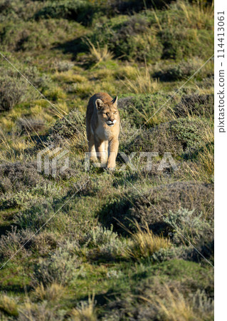 Puma crosses scrubland toward camera in sunshine Puma crosses scrubland toward camera in sunshine 114413061
