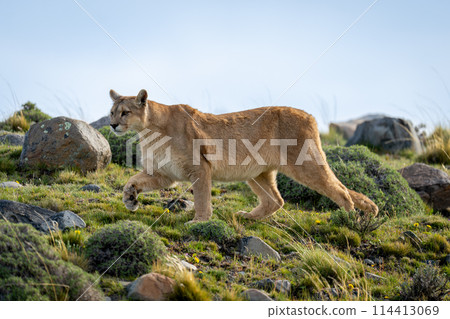 Puma crosses slope amongst rocks lifting paw Puma crosses slope amongst rocks lifting paw 114413069