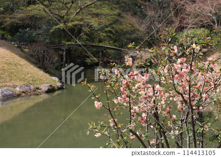 Vernal Equinox at Ritsurin Garden (late March, quince) 114413105