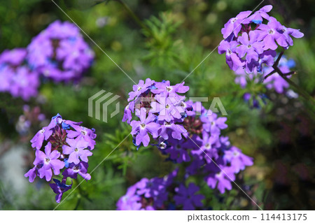 Himebiyozakura (Princess beauty woman cherry) Himebiyozakura (Princess beauty woman cherry) 114413175