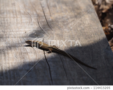 日本蛇在陽光下 日本蛇在陽光下 114413205
