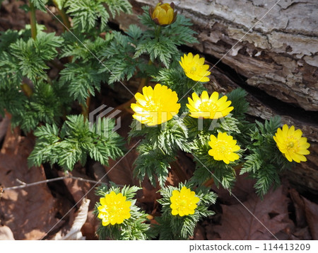 Fukujuso which blooms in early spring 114413209