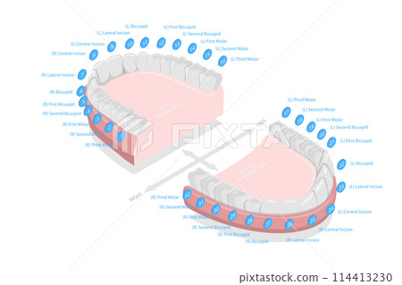 3D Isometric Flat  Conceptual Illustration of Teeth Numbers , Dentist Numbering System 114413230