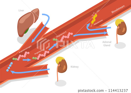 3D Isometric Flat Conceptual Illustration of Aldosterone Mineralocorticoid Steroid Hormone Release, Educational Diagram 3D Isometric Flat Conceptual Illustration of Aldosterone Mineralocorticoid Steroid Hormone Release, Educational Diagram 114413237