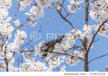 Bulbul perching on a branch of cherry blossoms in full bloom 114413242