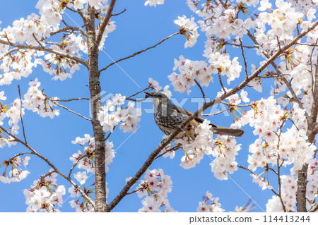 Bulbul perching on a branch of cherry blossoms in full bloom 114413244
