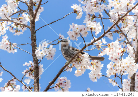 Bulbul perching on a branch of cherry blossoms in full bloom 114413245
