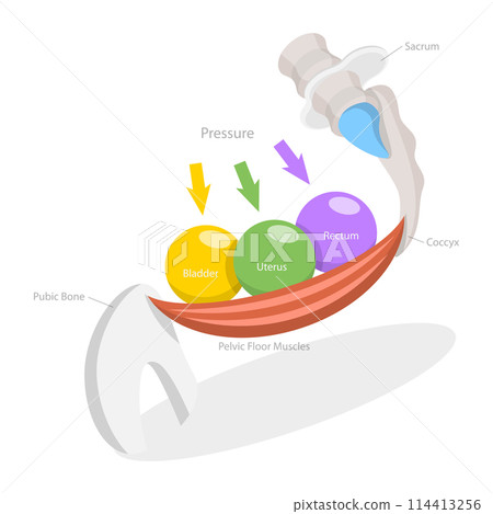 3D Isometric Flat Conceptual Illustration of Pelvic Floor Muscles, Educational Diagram 3D Isometric Flat Conceptual Illustration of Pelvic Floor Muscles, Educational Diagram 114413256