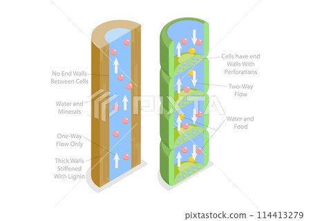 3D Isometric Flat Conceptual Illustration of Xylem And Phloem Water, Labeled Biological Structure Scheme 3D Isometric Flat Conceptual Illustration of Xylem And Phloem Water, Labeled Biological Structure Scheme 114413279