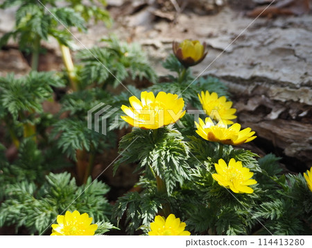 Fukujuso which blooms in early spring Fukujuso which blooms in early spring 114413280