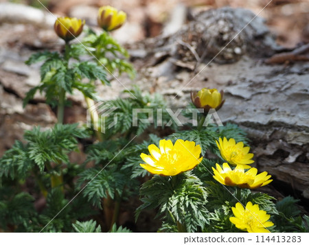 在早春開花的福壽莊 114413283
