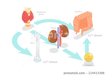 3D Isometric Flat Conceptual Illustration of Parathyroid Hormone And Calcium Metabolism, Human Endocrine System 3D Isometric Flat Conceptual Illustration of Parathyroid Hormone And Calcium Metabolism, Human Endocrine System 114413306