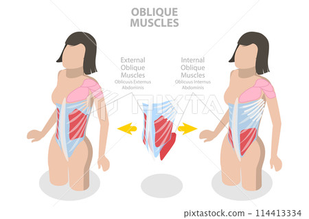 3D Isometric Flat Conceptual Illustration of Internal Oblique Muscles, Anatomical Scheme 3D Isometric Flat Conceptual Illustration of Internal Oblique Muscles, Anatomical Scheme 114413334