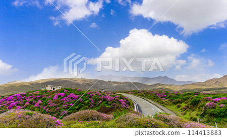 阿蘇山頂周圍，阿蘇山，以中岳火山口為背景的日本水族館開花景觀的壯麗景色（阿蘇山中岳和阿蘇火山口周圍） 114413883