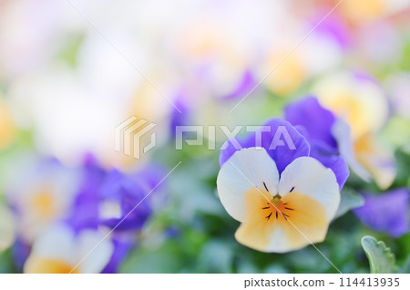 盛開的中提琴幸福地綻放 114413935