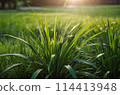 The morning sun shines on the green lawn, The backyard for the background, the meadow grass, The design concept for background. generative ai 114413948