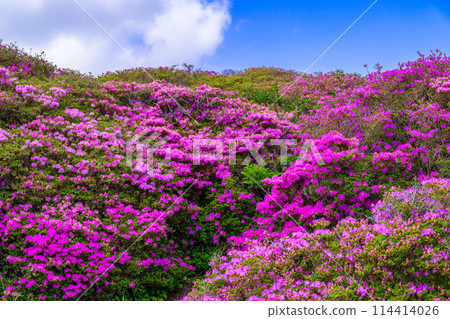 Around the summit of Mt. Aso Around the crater of Mt. Aso Nakadake Miyamakirishi flower scenery (around Mt. Aso Nakadake and the crater of Mt. Aso) 114414026