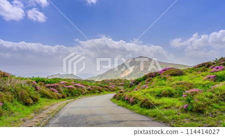 阿蘇山頂周圍,阿蘇山,以中岳火山口為背景的日本水族館開花景觀的壯麗景色(阿蘇山中岳和阿蘇火山口周圍) 阿蘇山頂周圍,阿蘇山,以中岳火山口為背景的日本水族館開花景觀的壯麗景色(阿蘇山中岳和阿蘇火山口周圍) 114414027