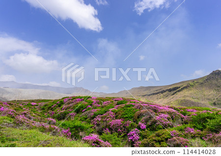 Around the summit of Mt. Aso, Mt. Aso, a spectacular view of Miyamakirishi flowers against the backdrop of the Nakadake crater (around Mt. Aso and the Aso crater) 114414028