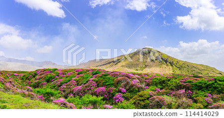 Around the summit of Mt. Aso, Mt. Aso, a spectacular view of Miyamakirishi flowers against the backdrop of the Nakadake crater (around Mt. Aso and the Aso crater) 114414029