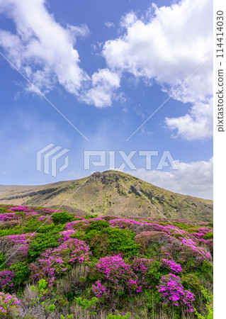 Around the summit of Mt. Aso, Mt. Aso, a spectacular view of Miyamakirishi flowers against the backdrop of the Nakadake crater (around Mt. Aso and the Aso crater) 114414030