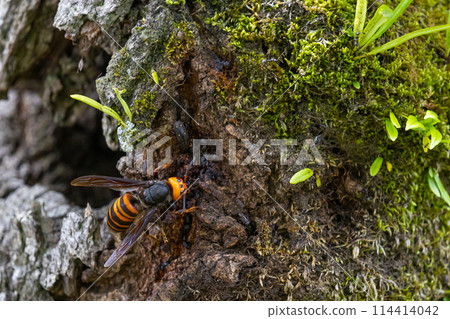 Asian giant hornet on a tree trunk Asian giant hornet on a tree trunk 114414042