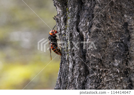 Asian giant hornet on a tree trunk 114414047