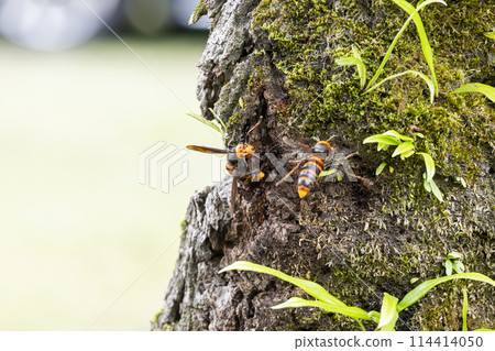 在樹幹的亞洲大黃蜂 在樹幹的亞洲大黃蜂 114414050