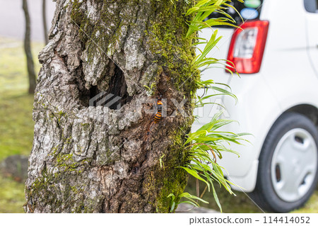 Asian giant hornet on a tree trunk Asian giant hornet on a tree trunk 114414052