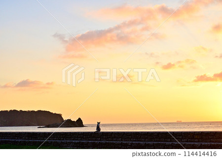 晚上的貓 114414416