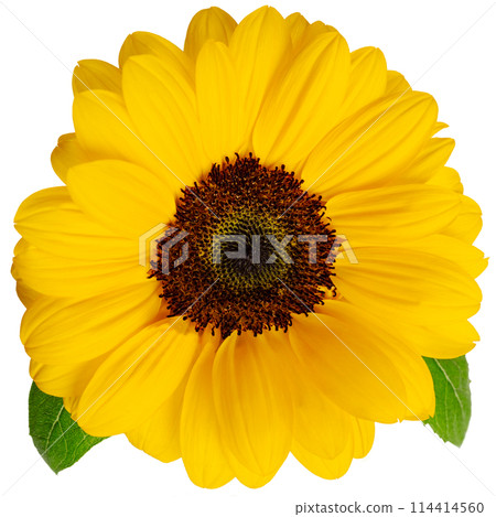 新鮮的向日葵花朵夏季剪紙透明 114414560