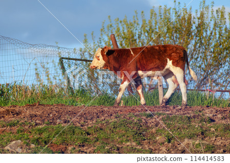 brown cow walking in field agriculture farming enclosure, country ranch livestock 114414583