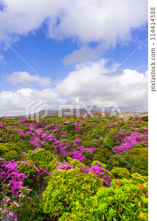 阿蘇山頂周圍,阿蘇山,以中岳火山口為背景的日本水族館開花景觀的壯麗景色(阿蘇山中岳和阿蘇火山口周圍) 阿蘇山頂周圍,阿蘇山,以中岳火山口為背景的日本水族館開花景觀的壯麗景色(阿蘇山中岳和阿蘇火山口周圍) 114414588
