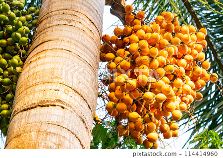 Closeup view bunches of yellow and green palm fruit. 114414960