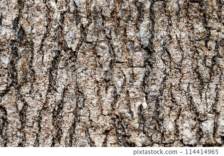 Closeup view surface texture of Tamarind tree stem . Closeup view surface texture of Tamarind tree stem . 114414965