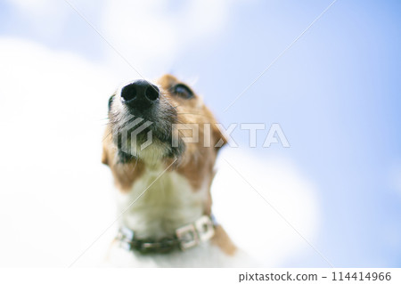 The nose of the dog breed dec rassl on a background of blue sky. Dog nose. 114414966