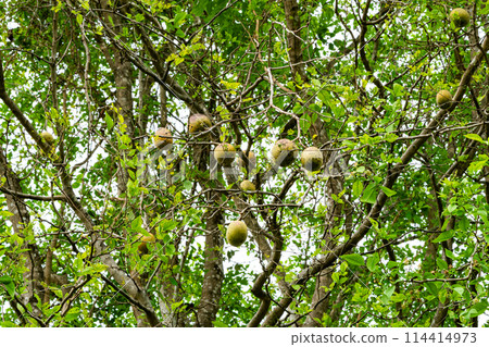 Low angle view of Bael fruit, Bengal quince, Bilak, Bael (Aegle mamelos). 114414973