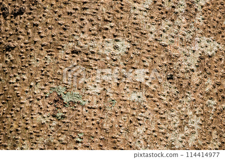 Surface texture of Cotton fruit or Santol tree stem. 114414977