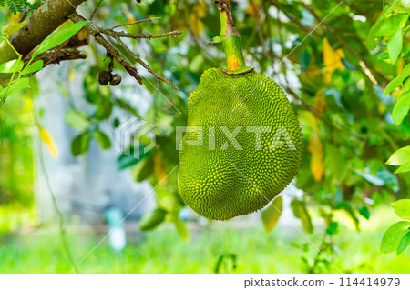 Closeup view of green jackfruit fruit hanging from a branch of jackfruit tree. Closeup view of green jackfruit fruit hanging from a branch of jackfruit tree. 114414979