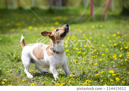 Funny dog jack russell breed plays on the summer lawn. Beautiful dog in nature. 114415012